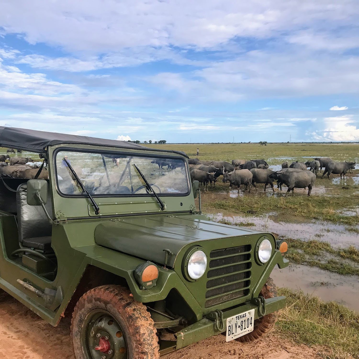 Countryside Jeep with Buffalos