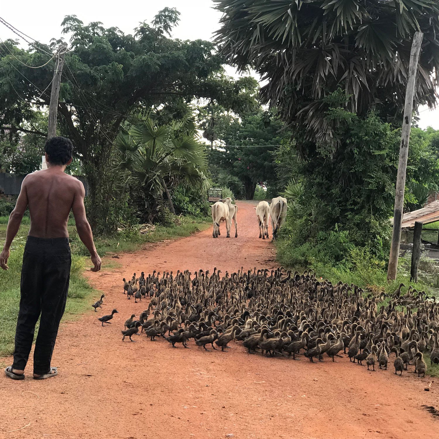 Duck on the road