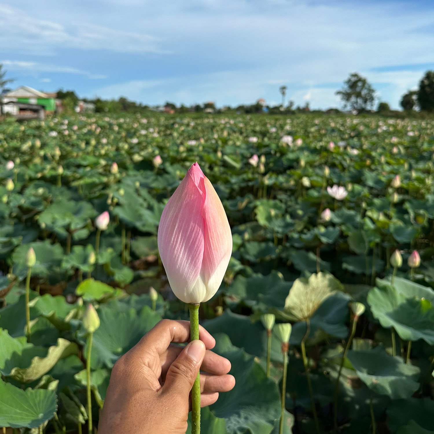 Lotus