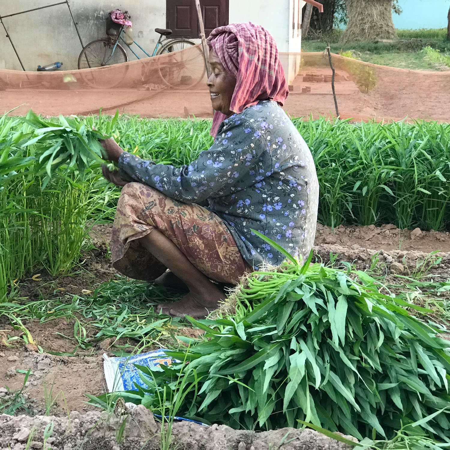 Morning Glory Grower in the village