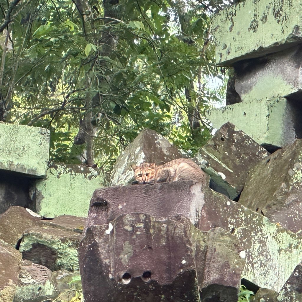 Cat in Beng Mealea